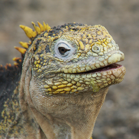 Quito – Galápagos – Guayaquil – Salidas 