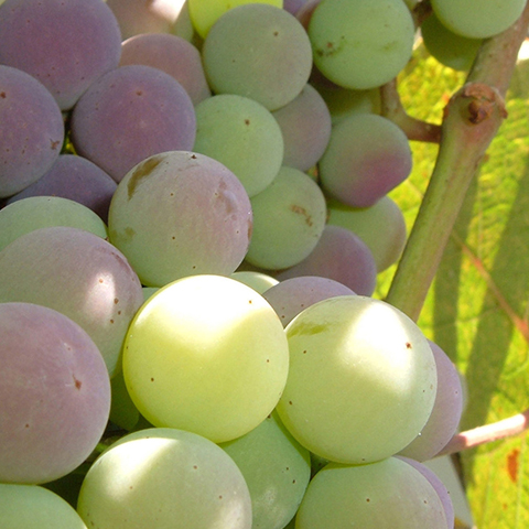 Mendoza Clásica